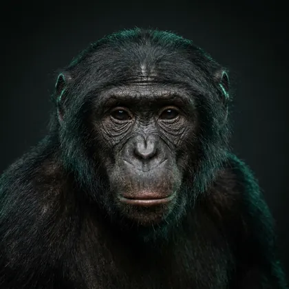 Bonobo (Pan paniscus)