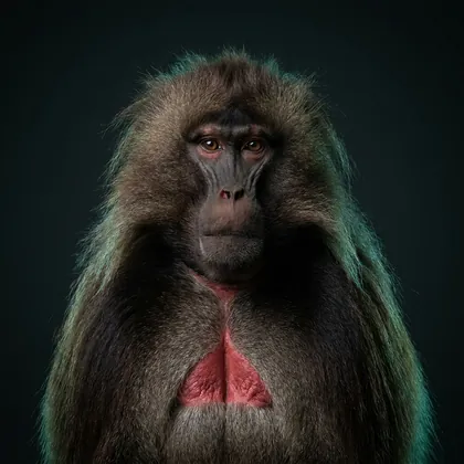 Gelada (Theropithecus gelada)