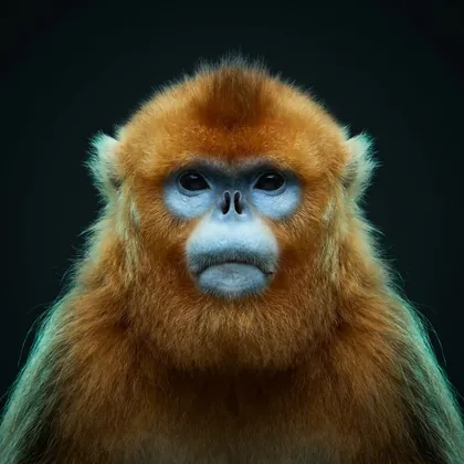Golden Snub-nosed Monkey (Rhinopithecus roxellana)