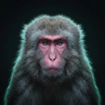 Japanese Macaque (Macaca fuscata)