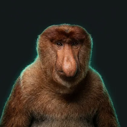 Proboscis Monkey (Nasalis larvatus)