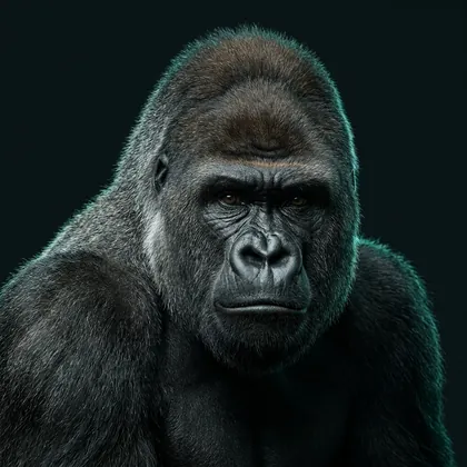 Western Gorilla (Gorilla gorilla)