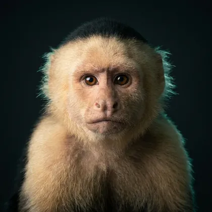 White-faced Capuchin (Cebus capucinus)